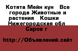 Котята Мейн кун - Все города Животные и растения » Кошки   . Нижегородская обл.,Саров г.